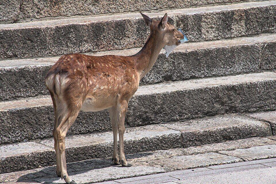 Day 6: Nara Day Trip