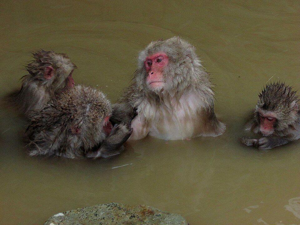 Day 5: Snow Monkeys of Jigokudani
